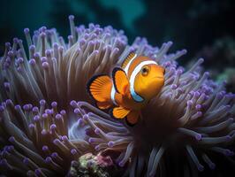 Clownfisch Ballett ein bunt tanzen unter das Anemone foto