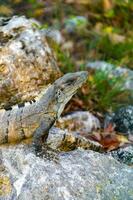 leguan auf felsen tropischer dschungel playa del carmen mexiko. foto