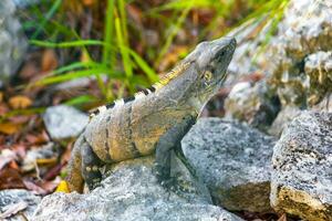 leguan auf felsen tropischer dschungel playa del carmen mexiko. foto