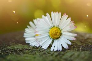 schöne weiße Gänseblümchenblume im Garten im Frühling foto