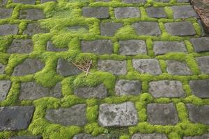 gepflastert Gehweg, Grün Moos zwischen Backstein Hintergrund. alt Stein Pflaster Textur. Pflaster Nahansicht mit Grün Gras im das Nähte. Stein gepflastert Gehweg im alt Stadt, Dorf foto