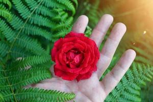 Hand mit einer schönen roten Rosenblume zum Valentinstag foto