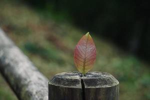 grünes Blatt am Stamm im Frühling foto