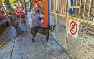 schön freundlich suchen streunend Hund Haustier im puerto escondido Mexiko. foto