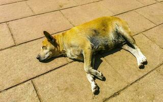 streunender hund schläft und entspannt sich auf der straße in mexiko. foto