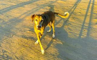 schön freundlich suchen streunend Hund Haustier im puerto escondido Mexiko. foto