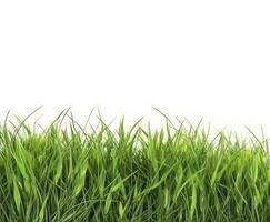 Grün Gras Feld isoliert auf Weiß Hintergrund, generieren ai foto