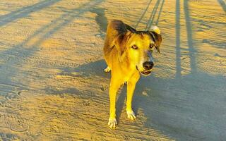 schön freundlich suchen streunend Hund Haustier im puerto escondido Mexiko. foto