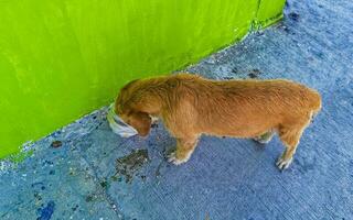 hungrig streunend Hund isst Essen Schrott von das Straße Mexiko. foto