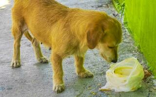 hungrig streunend Hund isst Essen Schrott von das Straße Mexiko. foto