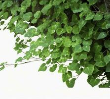 hängend Reben Efeu Laub Urwald Busch, Herz geformt Grün Blätter Klettern Pflanze Natur Hintergrund , generieren ai foto