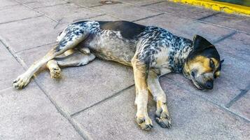 streunender hund schläft und entspannt sich auf der straße in mexiko. foto