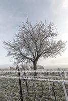 Weinreben und Walnussbaum im Frost foto