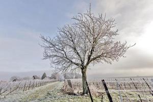 Weinreben und Walnussbaum im Frost foto