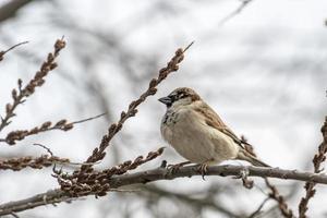 männlicher Spatz sitzt in einem dichten winterlichen Gebüsch foto