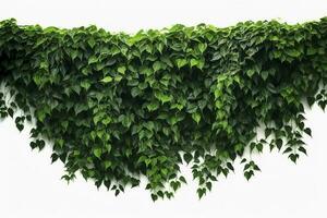 hängend Reben Efeu Laub Urwald Busch, Herz geformt Grün Blätter Klettern Pflanze Natur Hintergrund , generieren ai foto