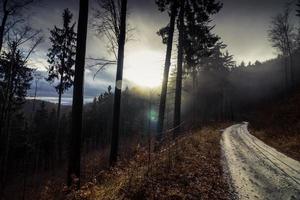 Bäume neben Baum foto