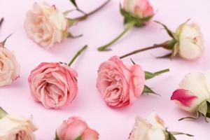 Hintergrund oder Muster vieler zarter Rosen von Weiß und Rosa foto