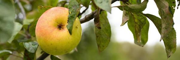 Apfelfruchtbaumzweig, der Wachstum erntet