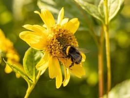 Hummel sammelt Pollen auf einer Helianthus-Blume foto