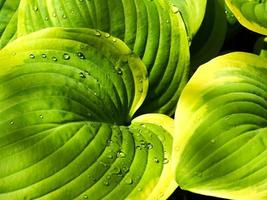 bunte Hosta-Pflanzenblätter mit Regentropfen foto