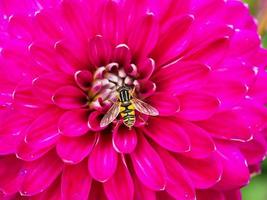 Schwebfliege in der Mitte einer leuchtend rosa Dahlienblume foto