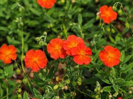 orange Blüten von Helianthemum Rock Rose Sorte Feuerdrache foto