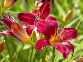 dunkelrosa Hemerocallis Tagliliensorte Berglorbeer foto