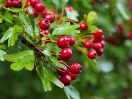 rote Weißdornbeeren und grüne Blätter foto