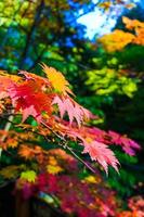 Ahornblätter im Herbst im Park gefärbt foto