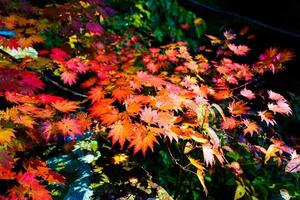 Ahornblätter im Herbst im Park gefärbt foto