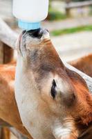 Kitze trinken im Sommer Milch im Wildpark foto