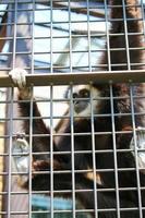 White Hand Gibbon im Zoo Park foto