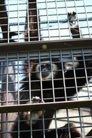 White Hand Gibbon im Zoo Park foto