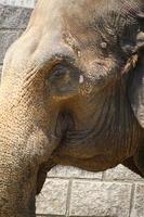 ein afrikanischer Elefant im Zoo Park foto