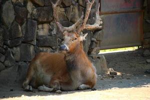 Hirsche im Zoo foto