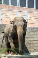 ein afrikanischer Elefant im Zoo Park foto