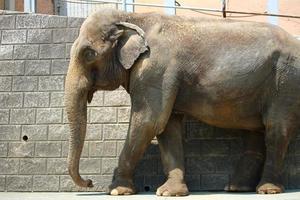 ein afrikanischer Elefant im Zoo Park foto