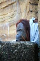 ein Orang-Utan im Zoo foto