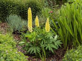 gelber Lupinen-Lupinus-Kronleuchter, der in einem Garten blüht foto