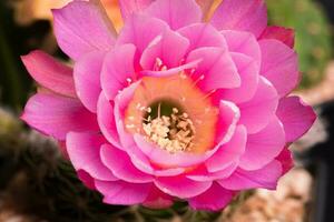 schließen oben Vollboom Blume von Kaktus foto