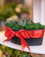 Terrarienpflanze mit saftigem Kaktus im schwarzen Topf foto