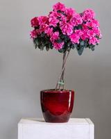 rosa Azaleen-Topiary im roten Topf foto