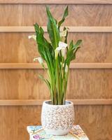 Arumlilie im weißen Topf foto