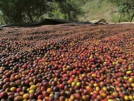 äthiopisch rot und Grün Kaffee Kirschen Lügen zu trocken im das Sonne. diese Prozess ist das natürlich Verfahren. gut zuria, Äthiopien, generieren ai foto