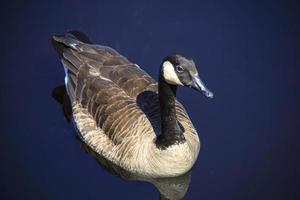 Kanadische Gans, die auf dem Wasser eines Teiches schwimmt foto