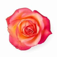 Rose Blume isoliert. Illustration ai generativ foto