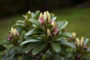 Rhododendron oder rosebay Blätter und Knospen bereit zu öffnen im Frühling Garten, Nahaufnahme. Ericaceae immergrün Strauch, giftig Blätter. Azalee, dekorativ Sträucher, generieren ai foto