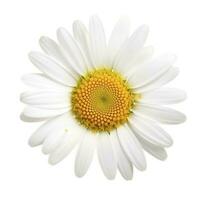 Gänseblümchen Blume mit isoliert auf Weiß Hintergrund, generieren ai foto