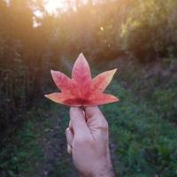 Hand hält ein Blatt foto